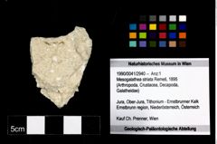 Foto (Objekt + Etikett) von Mesogalathea striata (Remeš, 1895)  (NHMW-GEO-1990-0041-2940)